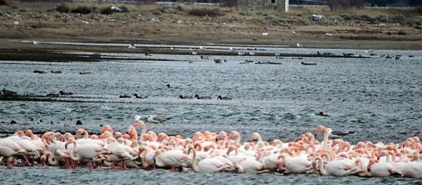 Μυτιλήνη: Η «αγκαλιά» 1.000 φλαμίνγκο για να προστατευτούν από το ψύχος (φωτό)